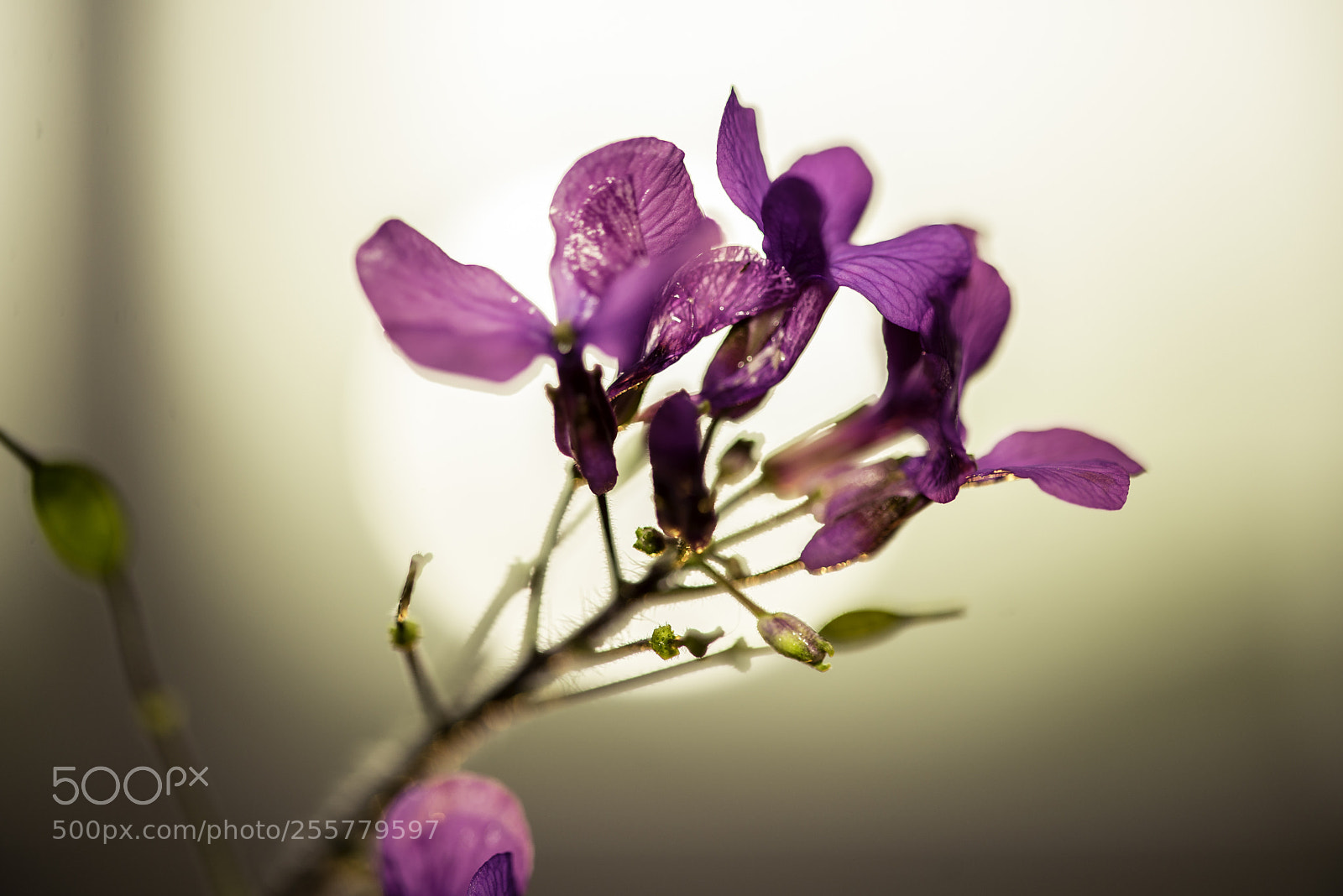 Nikon D610 sample photo. Backlight photography