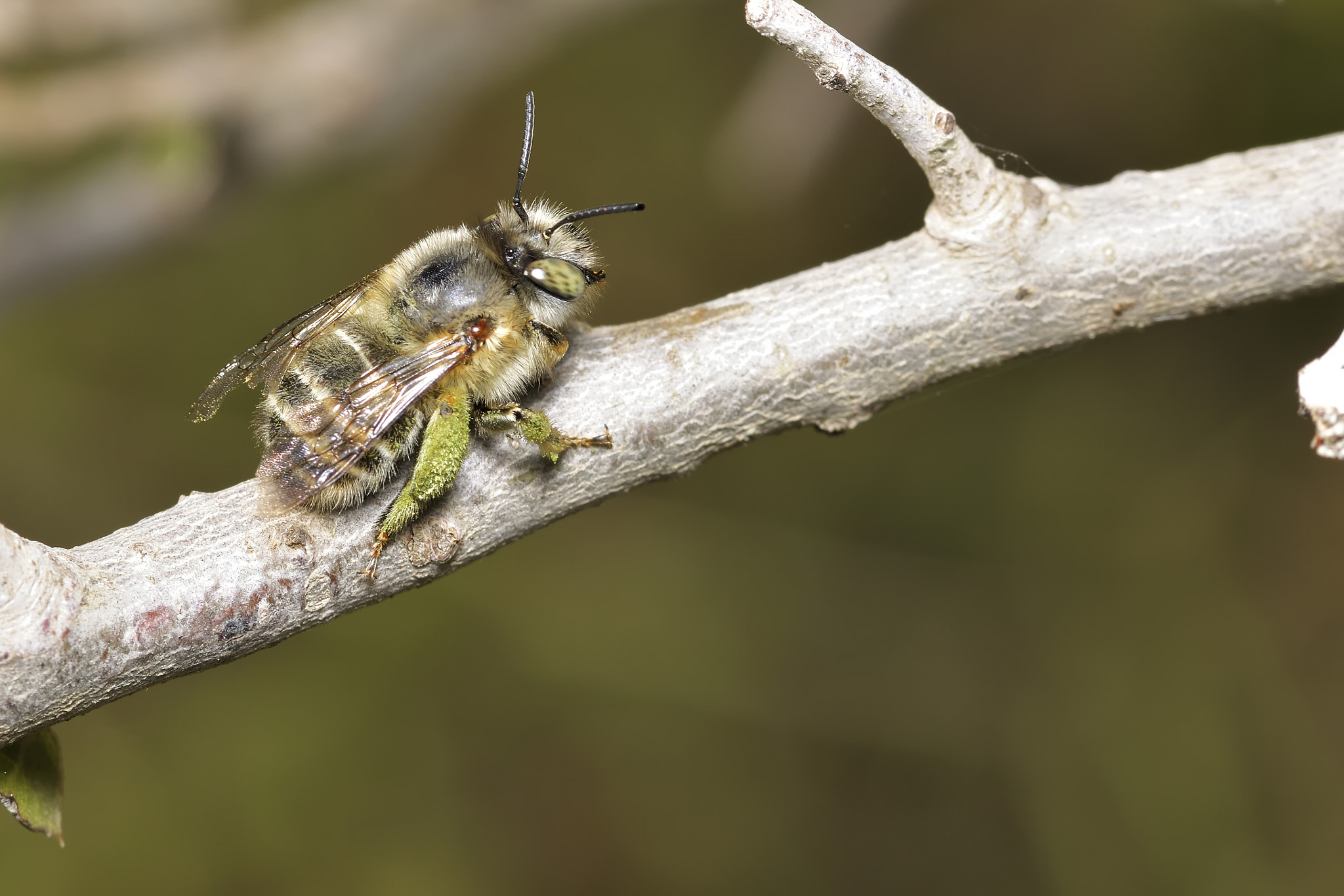 Nikon AF-S Micro-Nikkor 105mm F2.8G IF-ED VR sample photo. Flowers, insects photography