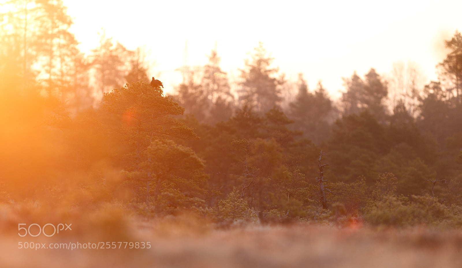 Canon EOS-1D Mark IV sample photo. Grouse at sunrise photography