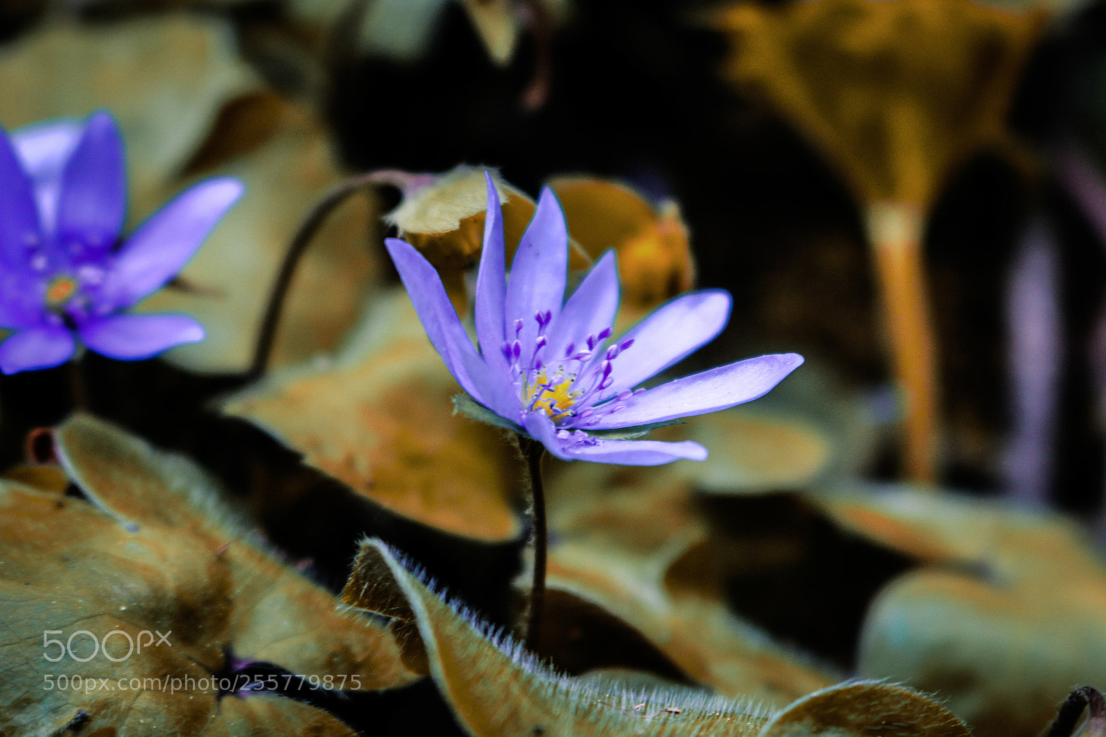 Canon EOS 70D sample photo. Untitled photography
