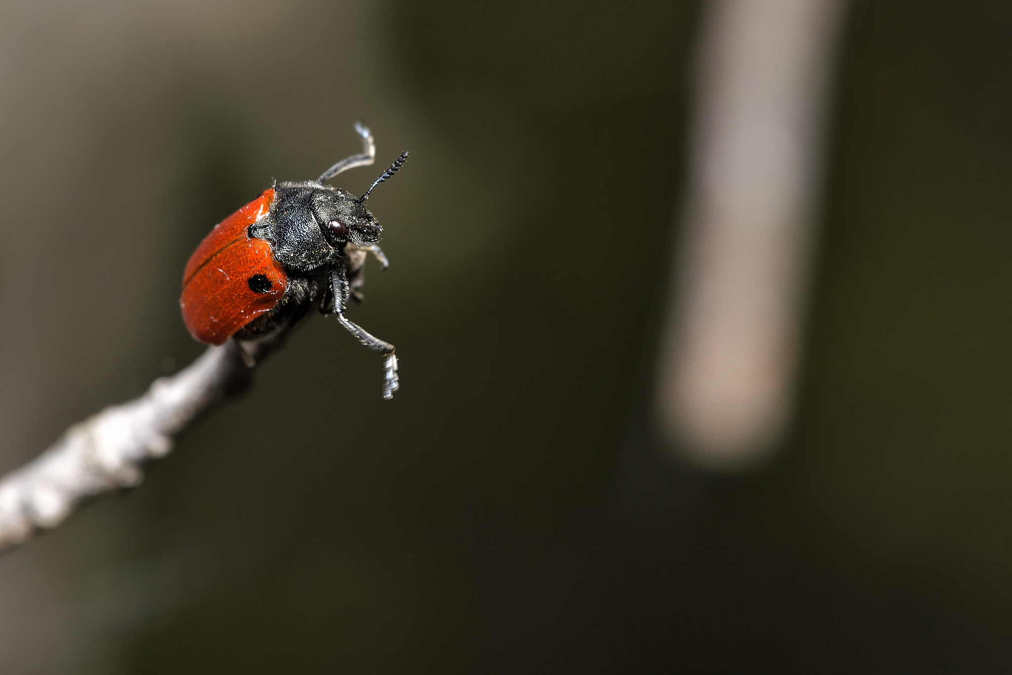 Nikon D3200 + Nikon AF-S Micro-Nikkor 105mm F2.8G IF-ED VR sample photo. Flowers, insects photography