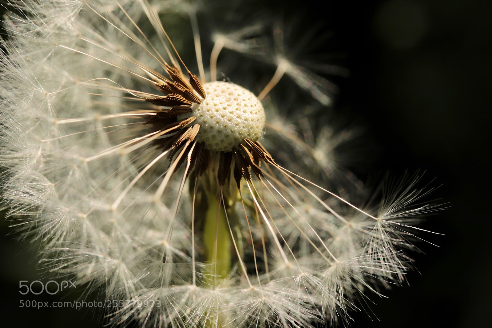 Canon EOS 77D (EOS 9000D / EOS 770D) sample photo. — dandelion — photography