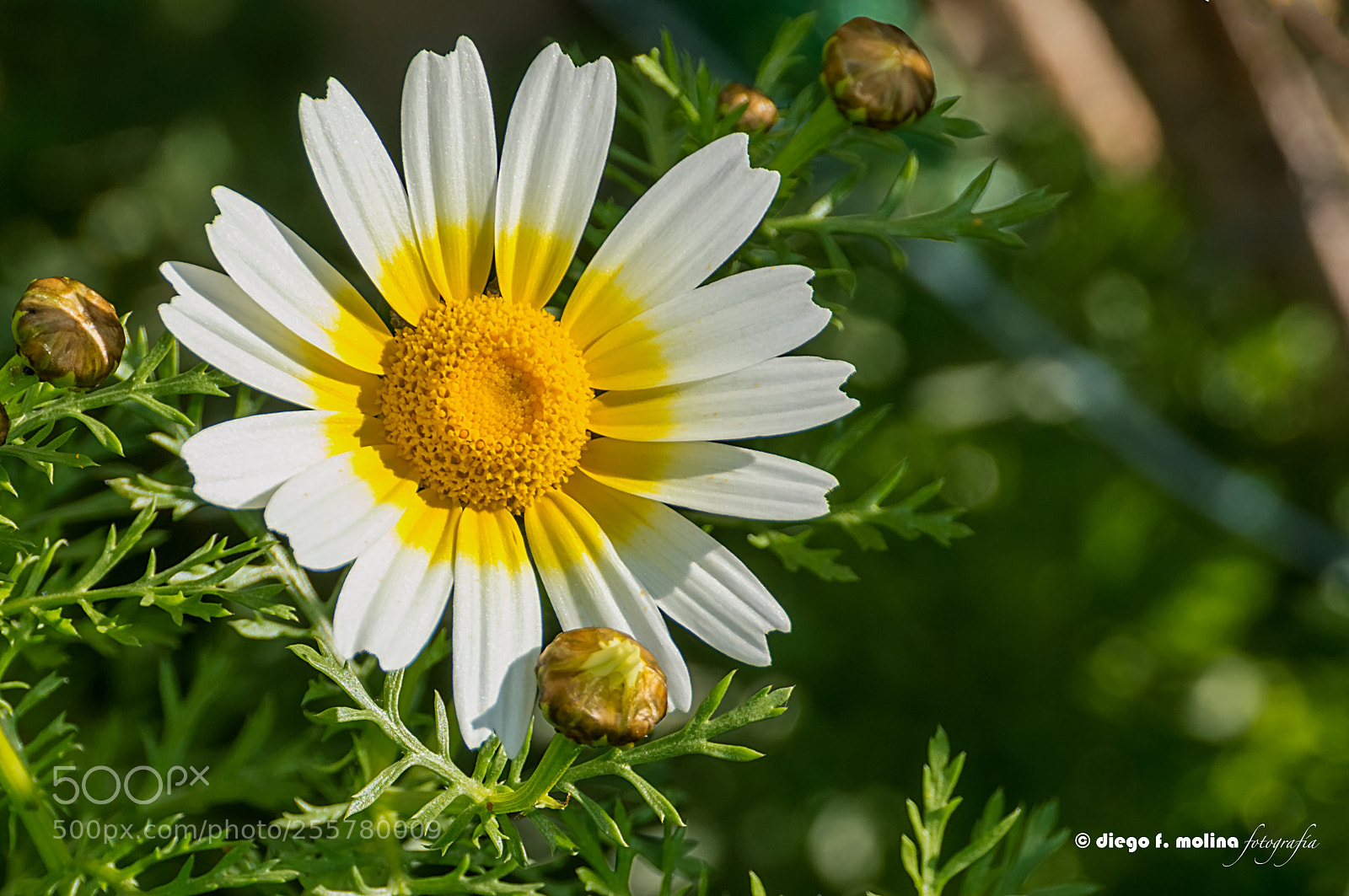 Nikon D3200 sample photo. Margarita de shasta o photography