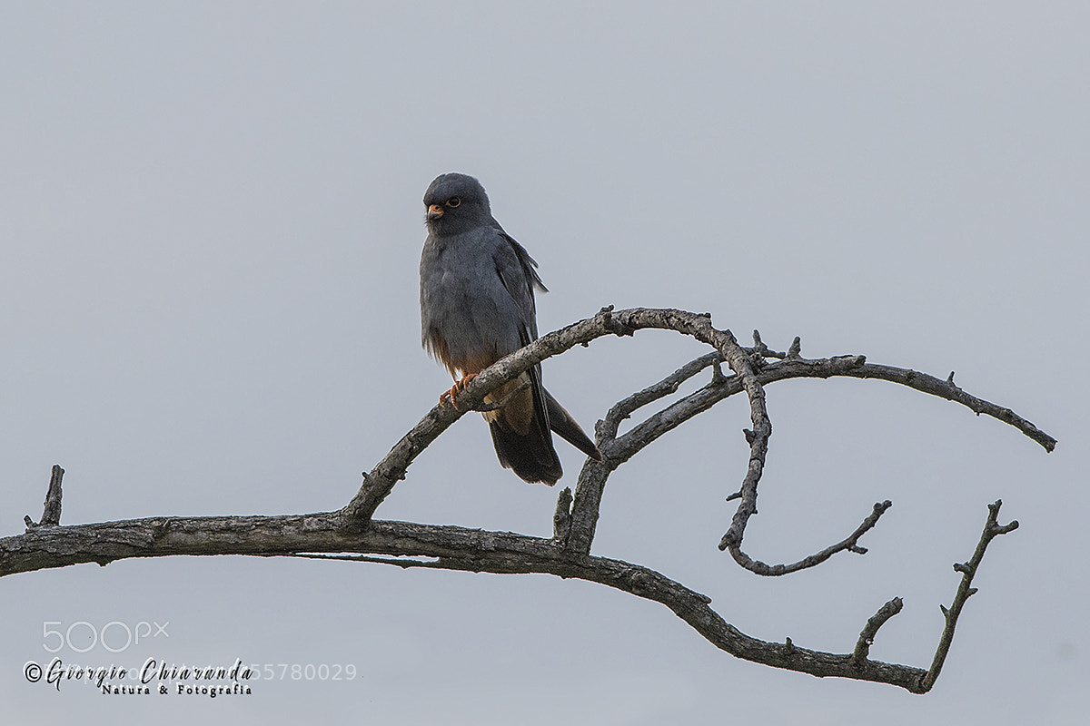Canon EOS 7D Mark II sample photo. Falco cuculo falco vespertinus photography