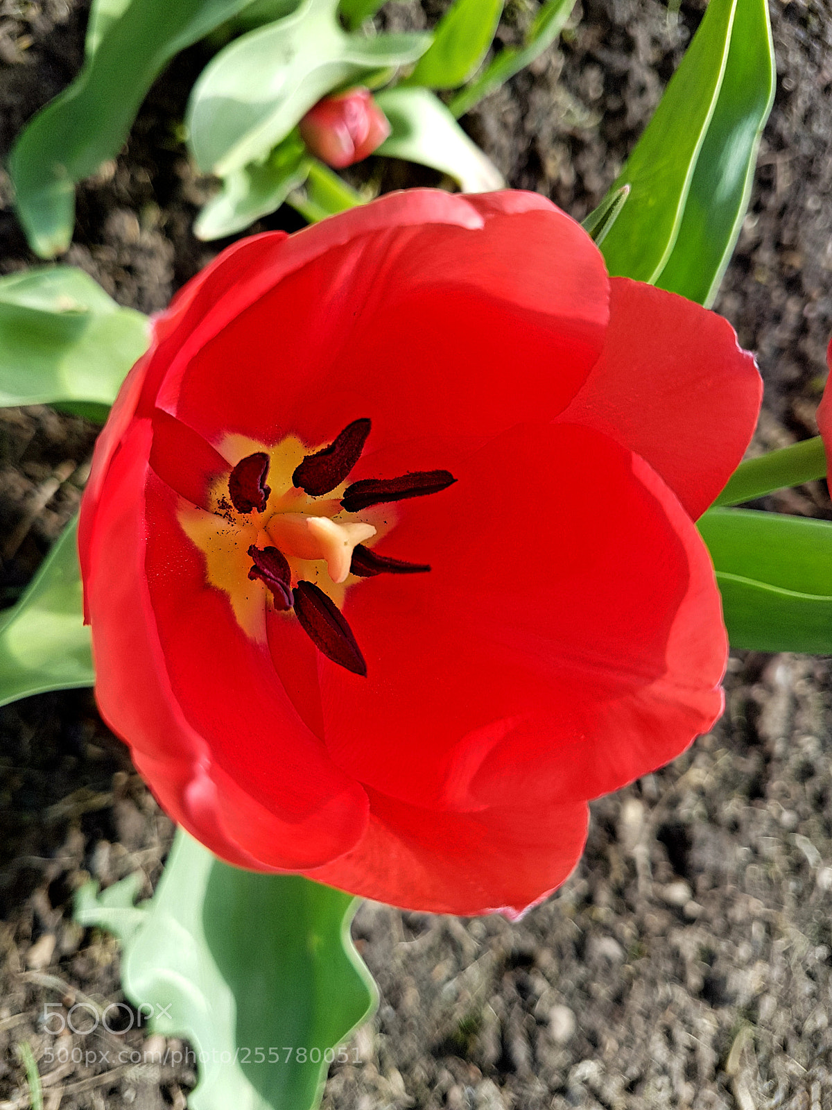 Samsung Galaxy S7 Edge sample photo. Tulip photography