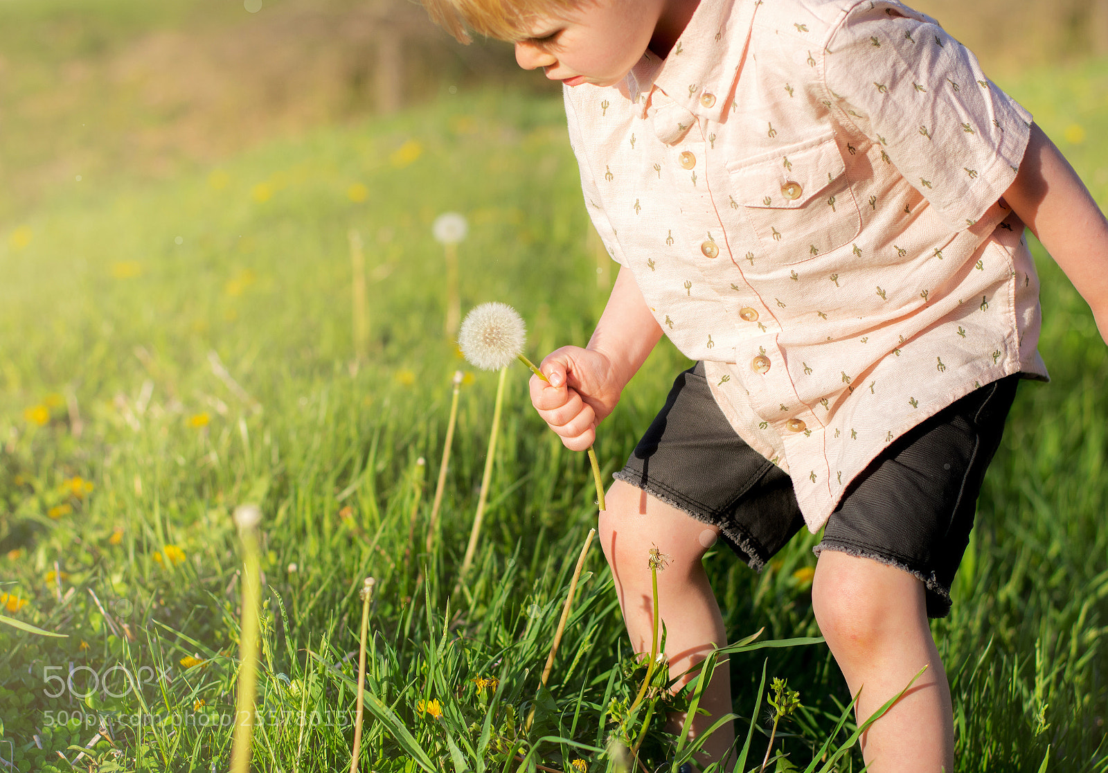 Nikon D3400 sample photo. Picking dandelions photography