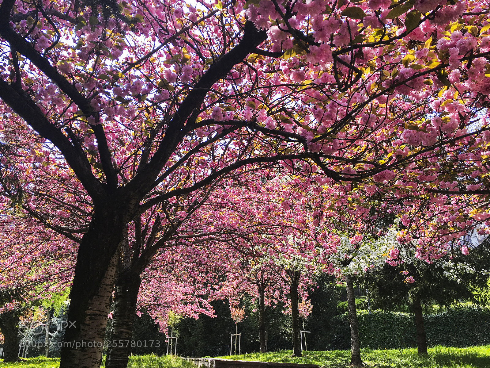Apple iPhone 6s sample photo. Colorful springday photography