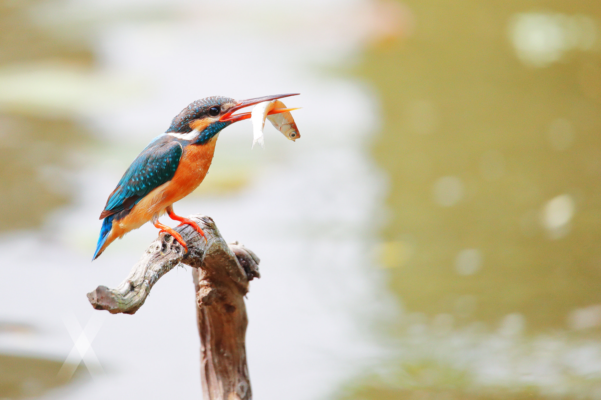 Canon EOS-1D X Mark II sample photo. Bird photography