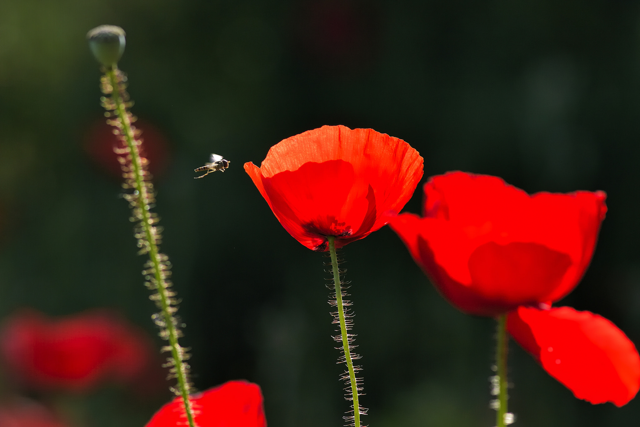 Nikon AF-S Micro-Nikkor 105mm F2.8G IF-ED VR sample photo. Flowers, insects photography