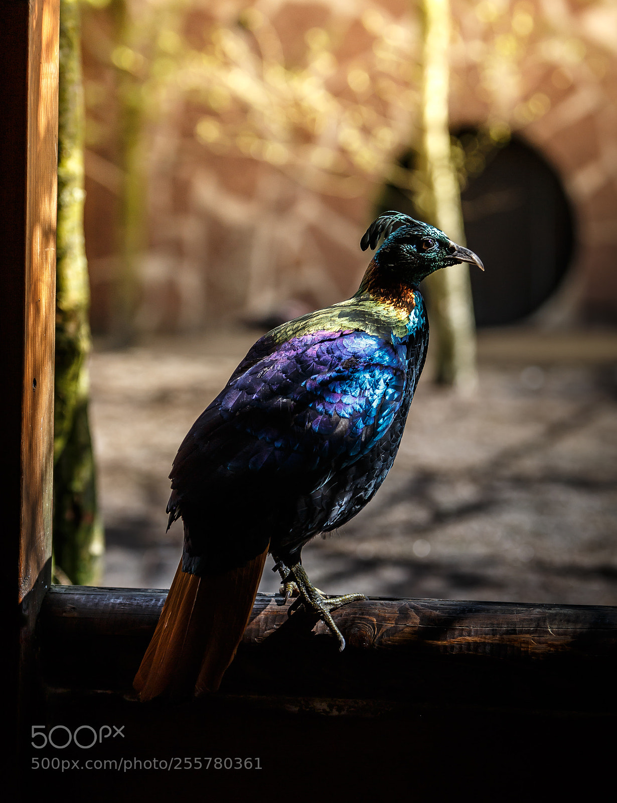 Canon EOS 6D sample photo. Colorfull bird photography