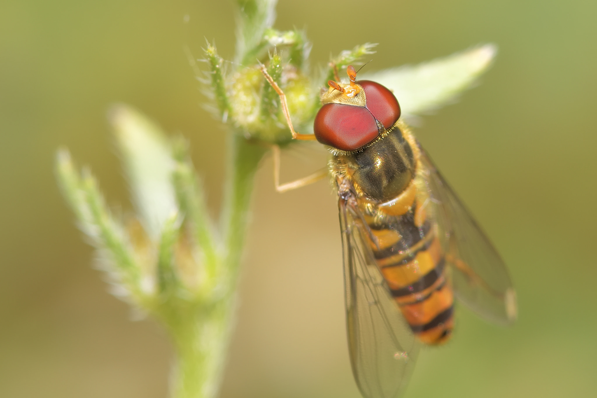 Nikon AF-S Micro-Nikkor 105mm F2.8G IF-ED VR sample photo. Flowers, insects photography