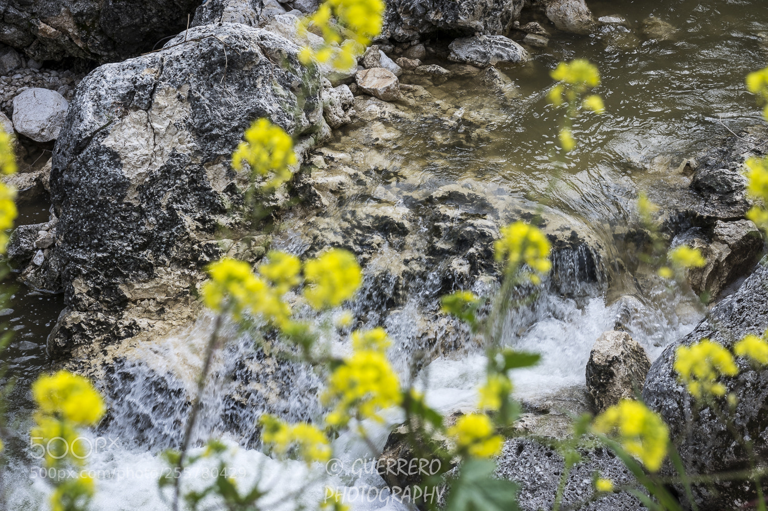 Pentax K-3 II sample photo. Entre flores photography