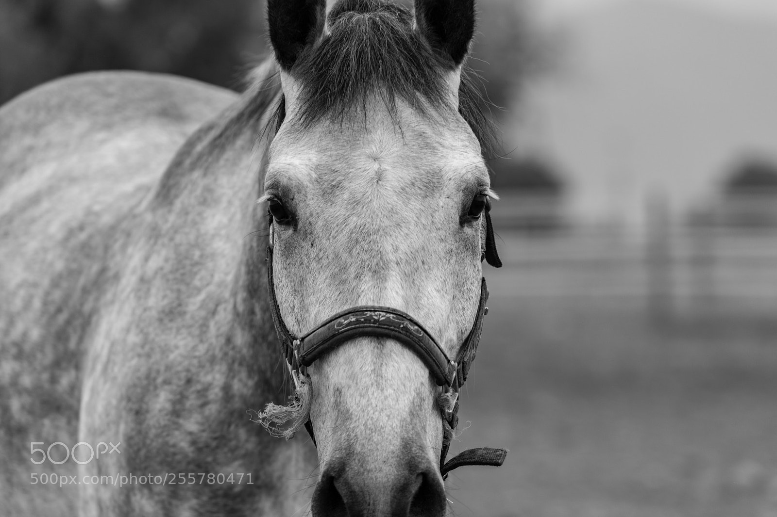 Canon EOS 6D Mark II sample photo. Lonely mind photography