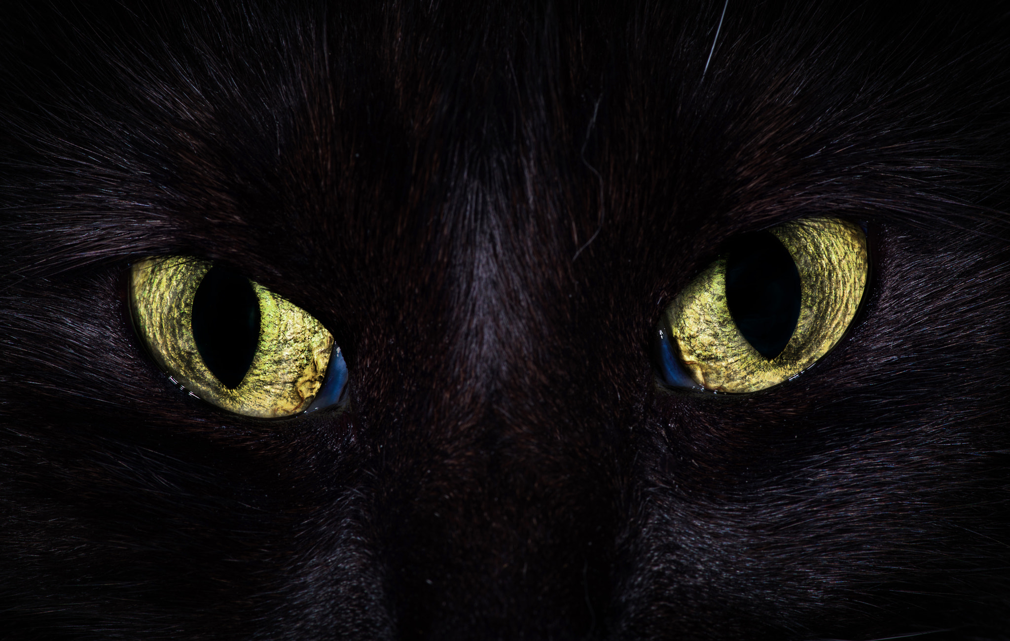 Pentax K-1 Mark II sample photo. Cats eyes photography