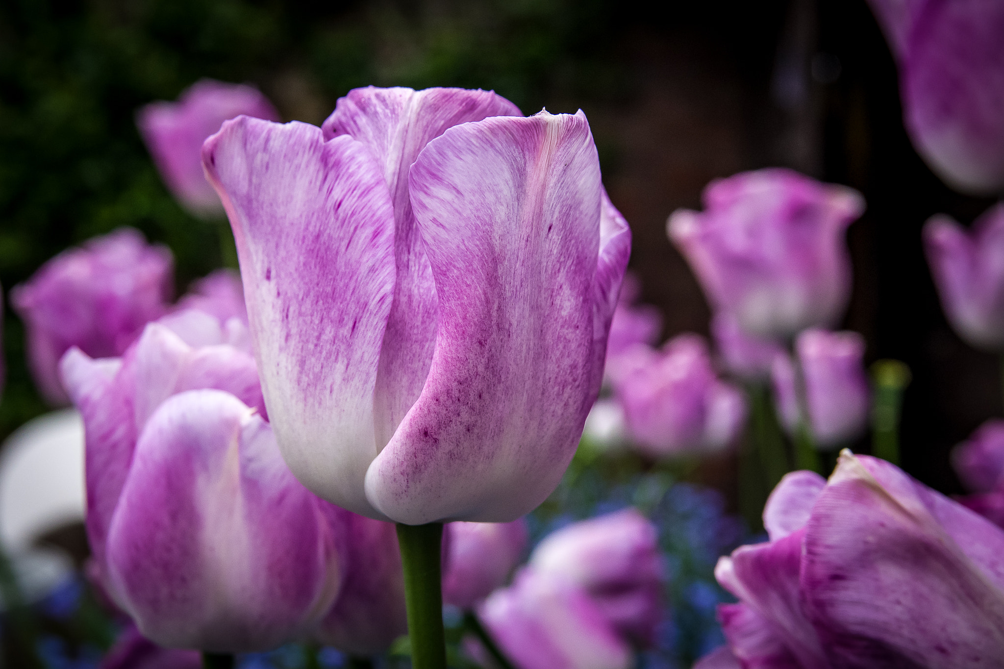 Pentax K-1 Mark II sample photo. Tulip photography