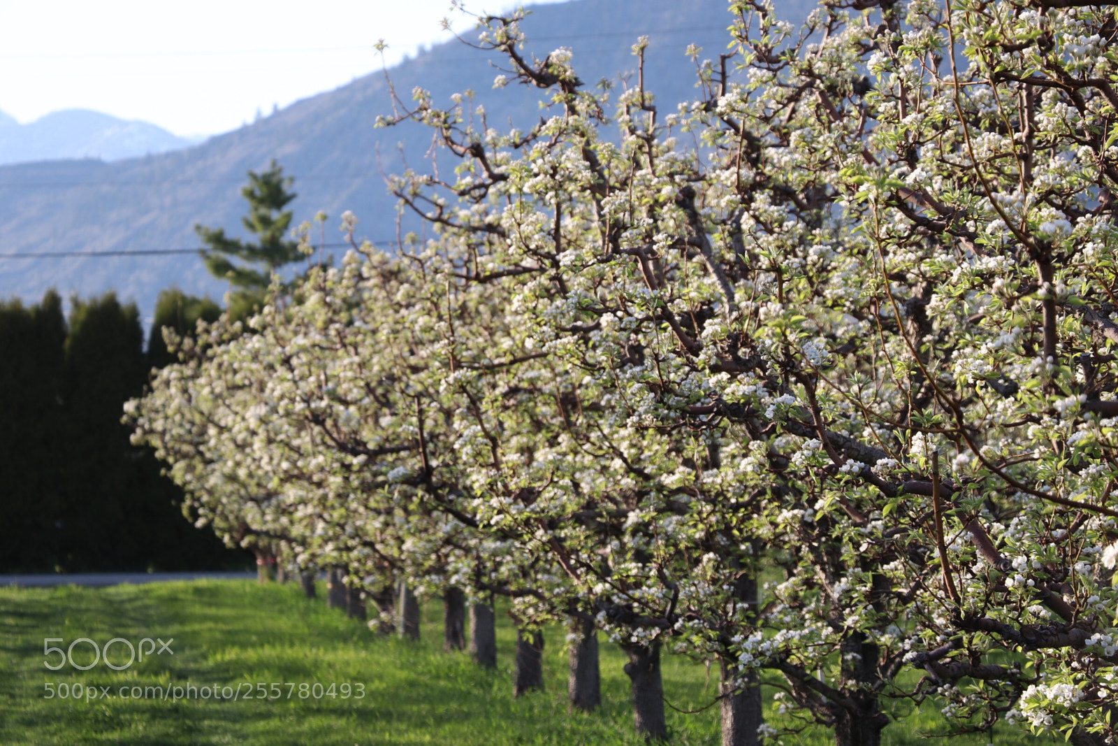 Canon EOS 800D (EOS Rebel T7i / EOS Kiss X9i) sample photo. Row of pear trees photography
