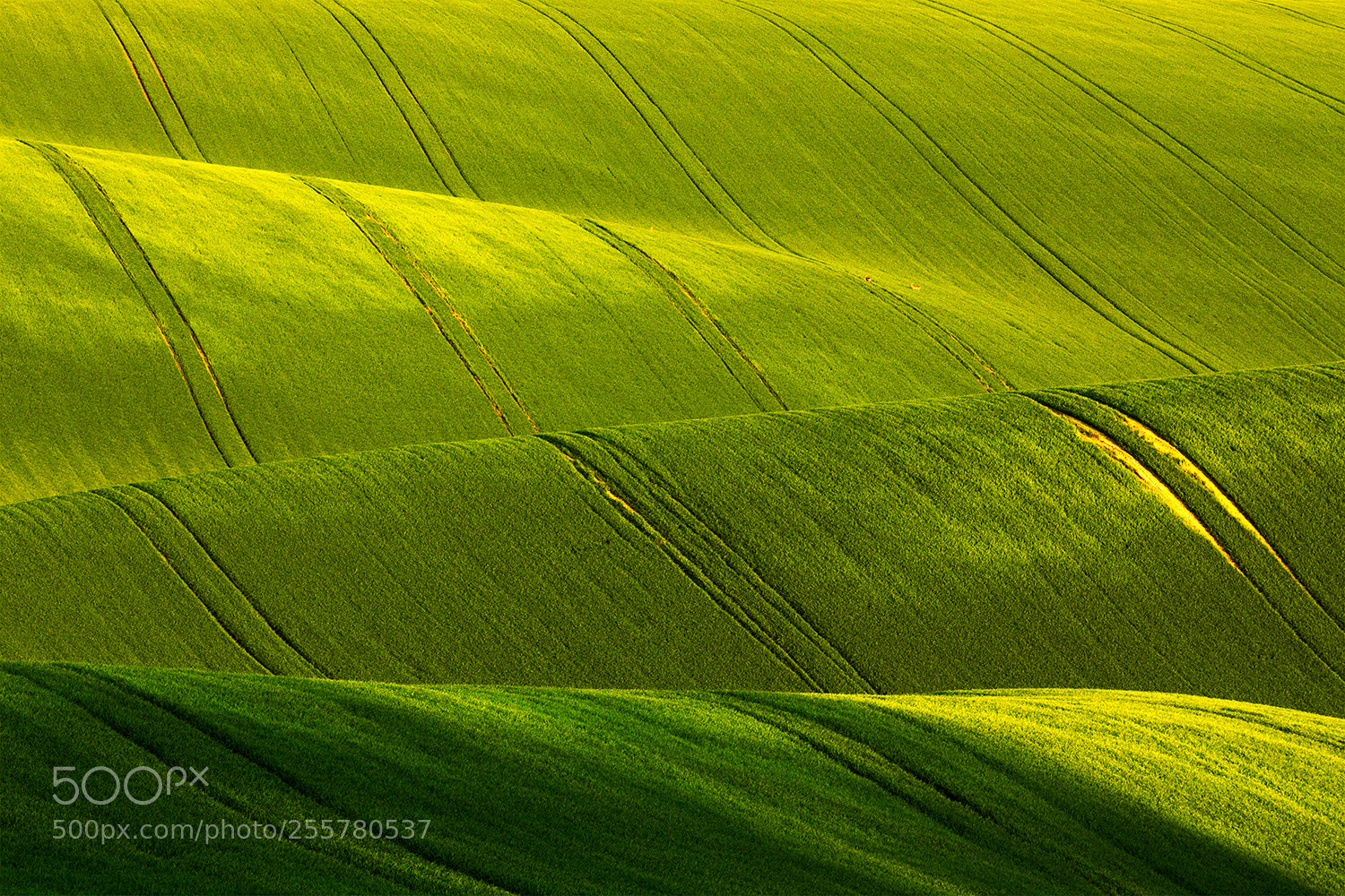 Canon EOS 50D sample photo. Rolling hills and roe-deers photography