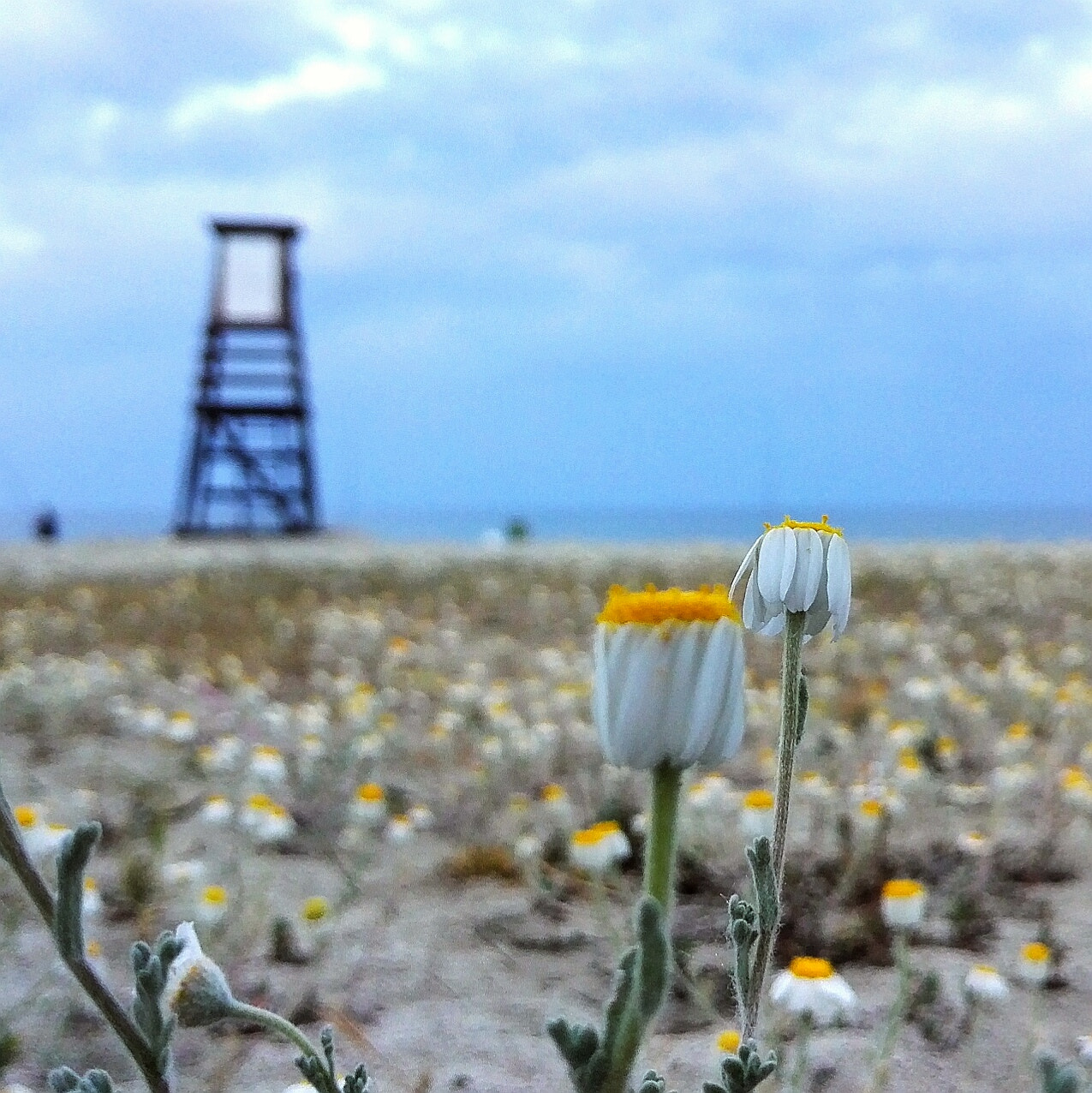 HUAWEI Honor 7 sample photo. Shy daisy photography
