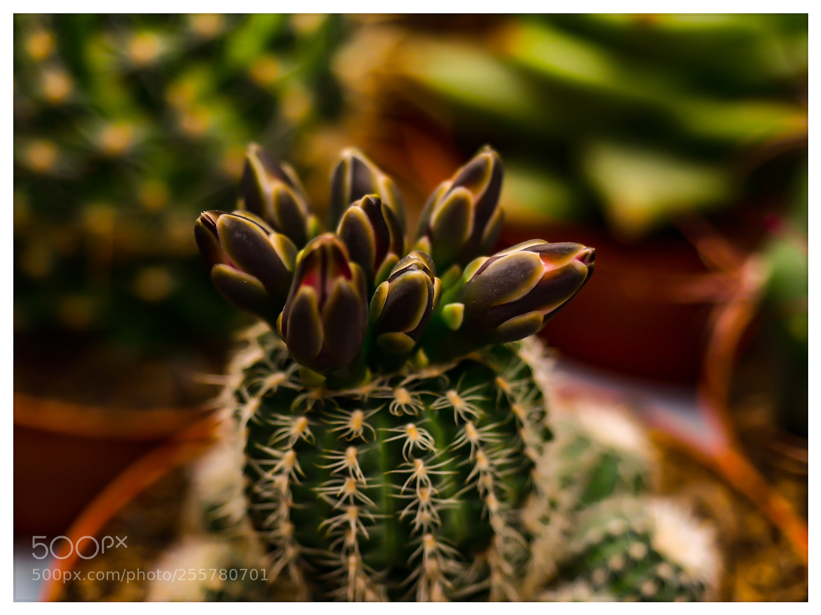 Olympus OM-D E-M1 Mark II sample photo. Untitled photography