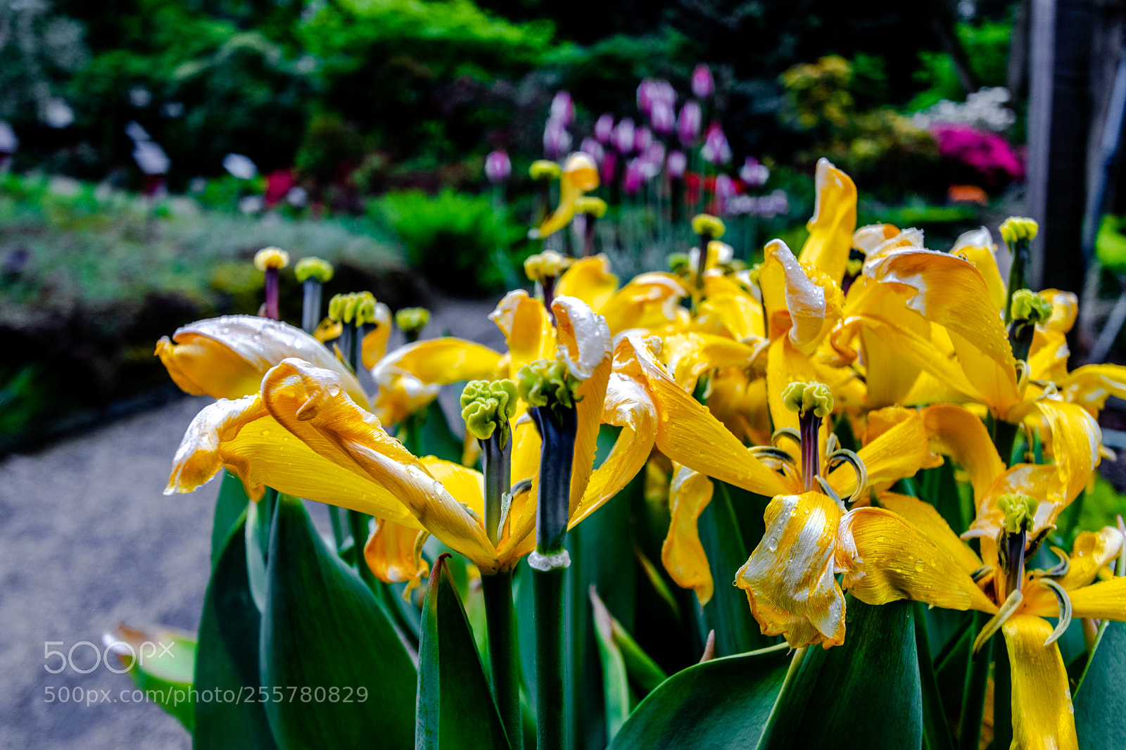 Canon EOS 80D sample photo. Yellow flower at hortus photography