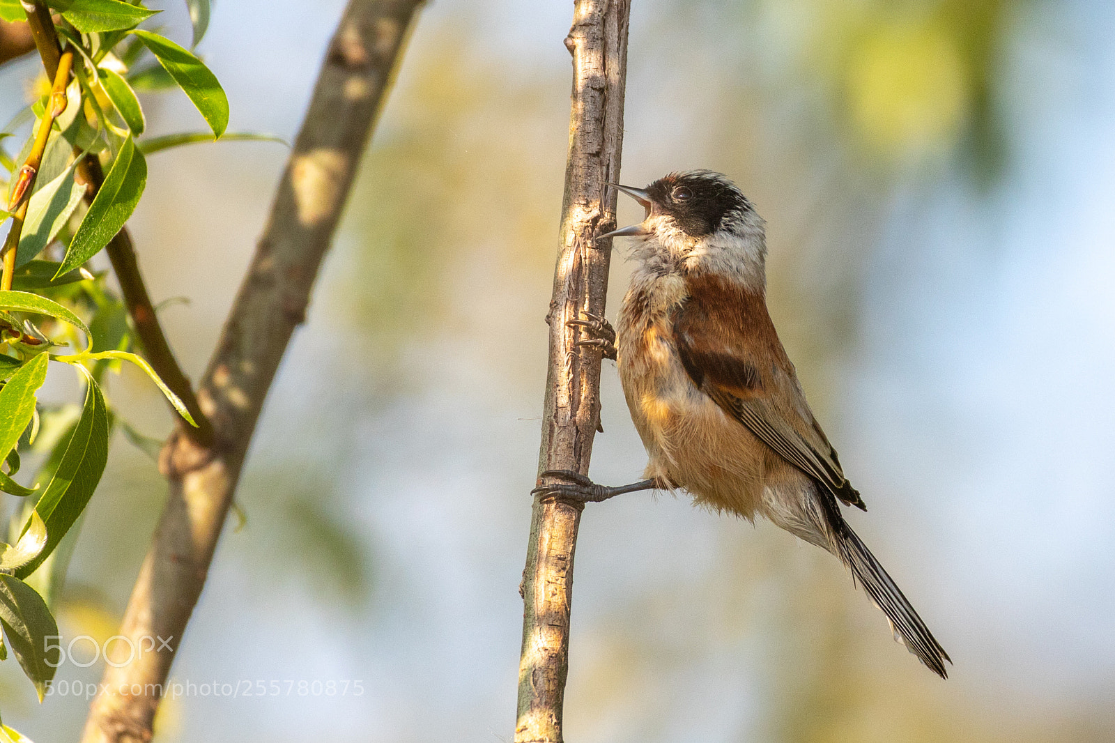Canon EOS 7D Mark II sample photo. Eurasian penduline tit photography