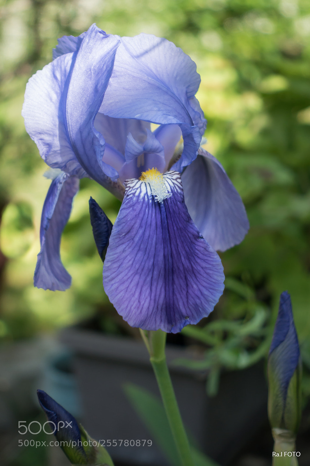 Sony DSC-RX100M5 sample photo. Irisz photography