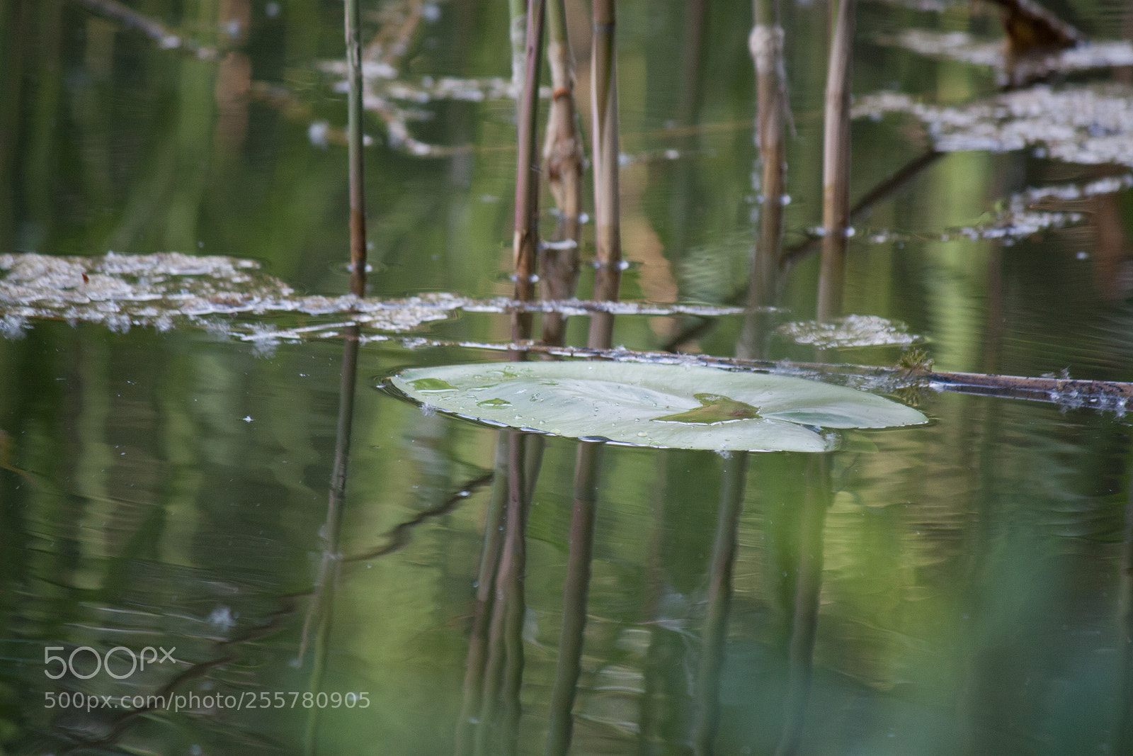 Canon EOS 450D (EOS Rebel XSi / EOS Kiss X2) sample photo. Water lily on the photography