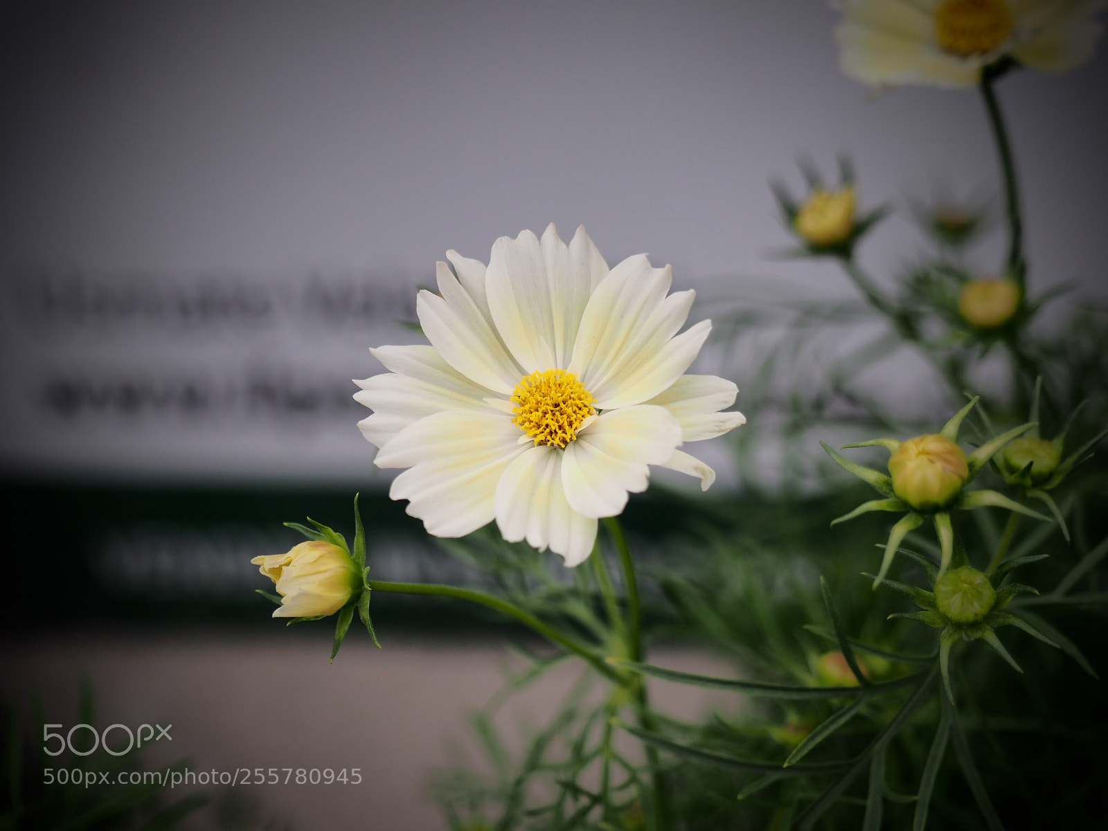 Olympus OM-D E-M1 Mark II sample photo. Untitled photography