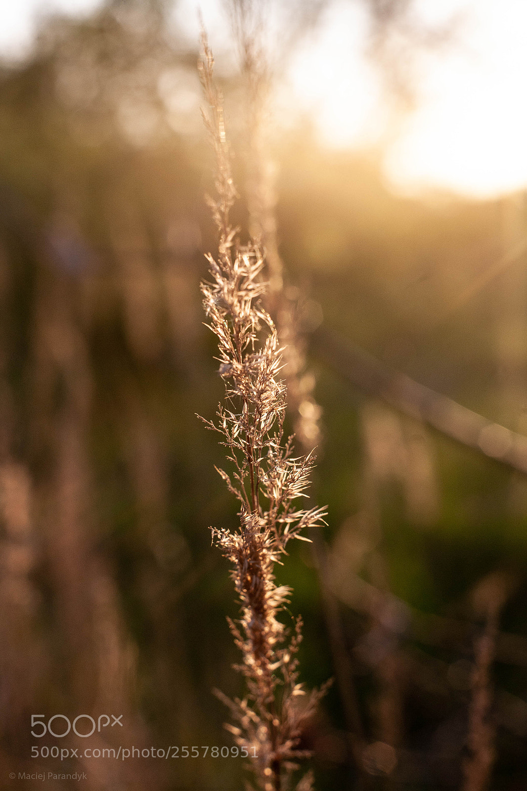 Canon EOS 5D sample photo. Mg photography