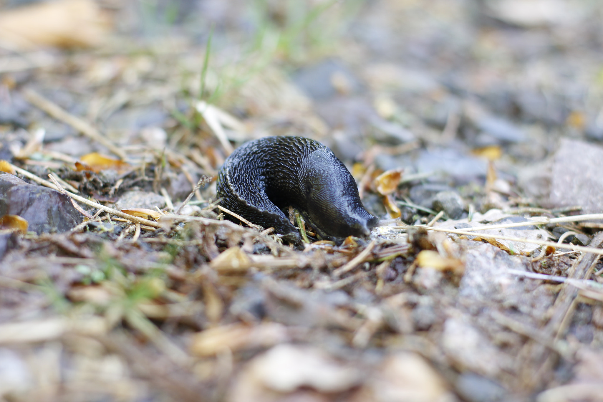Canon EOS 60D + Canon EF 50mm F1.4 USM sample photo. Slug in forest photography