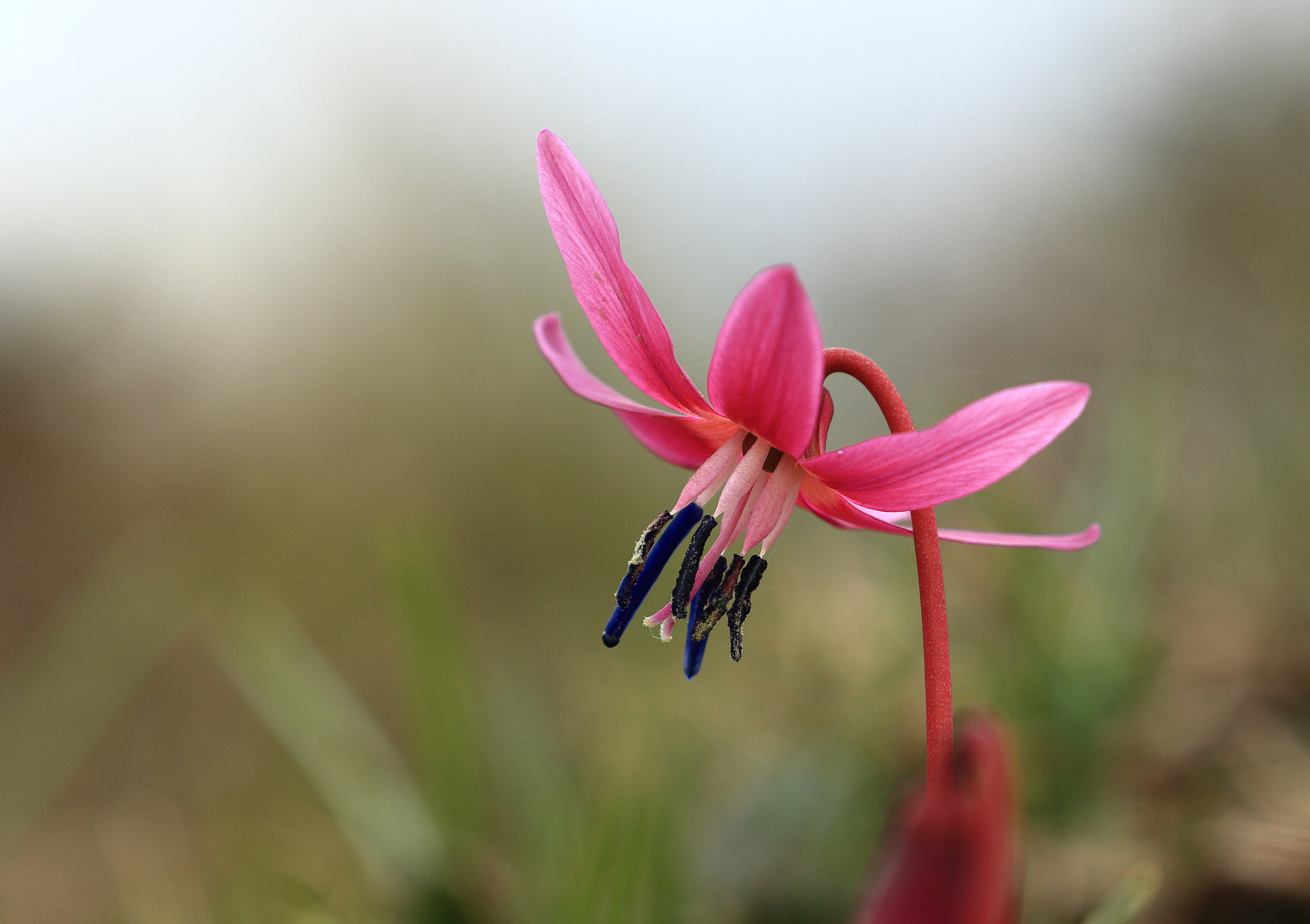 Canon EOS 7D Mark II sample photo. Fleur sauvage des pyrénées photography