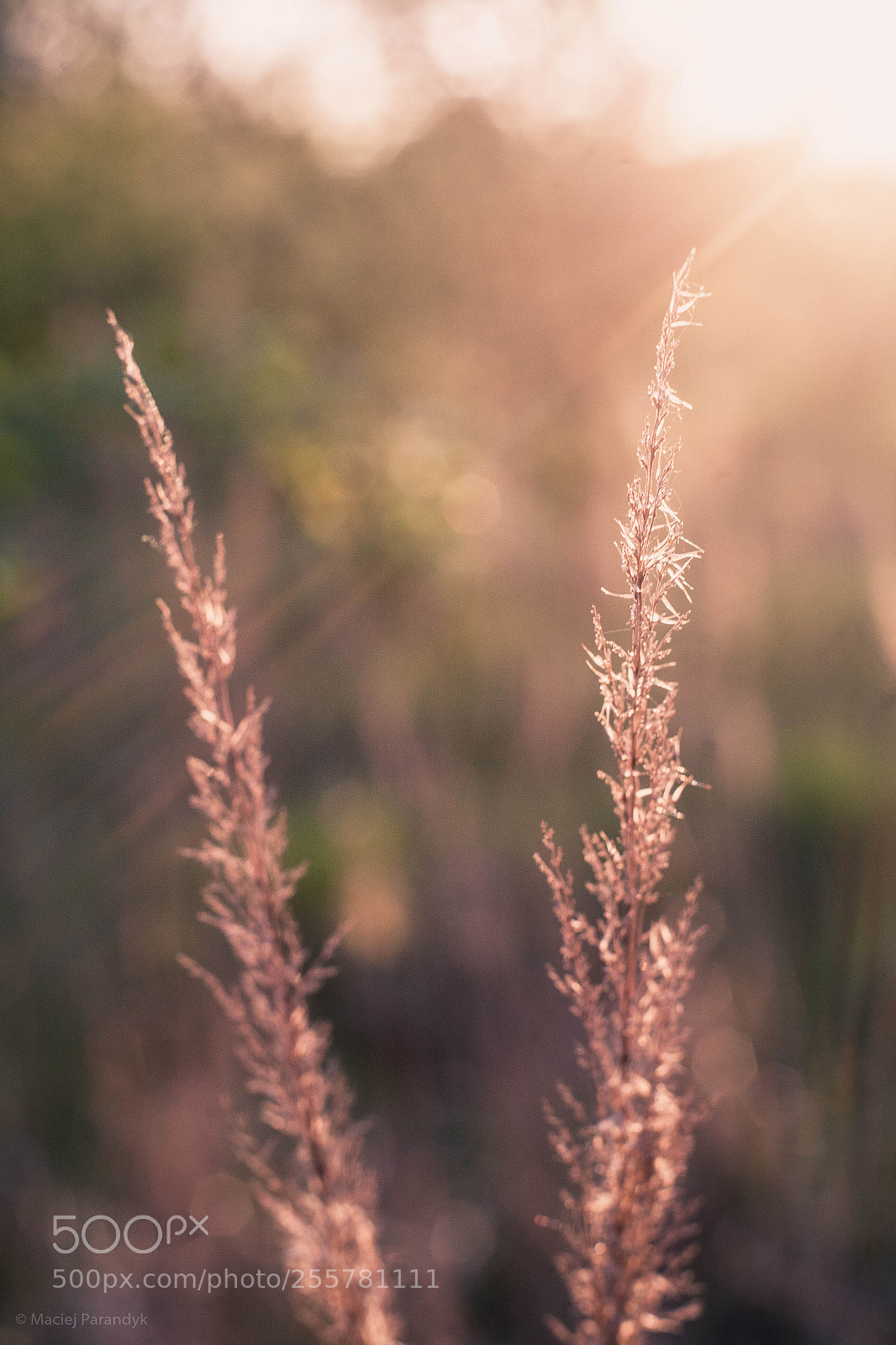 Canon EOS 5D sample photo. Mg photography