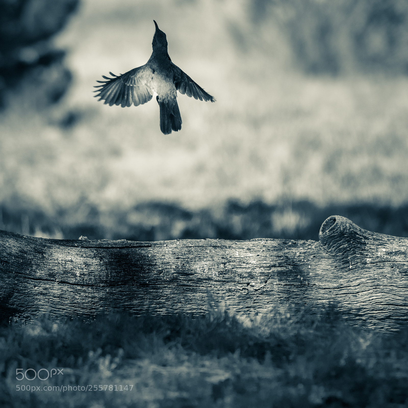 Nikon D850 sample photo. Winged leap photography