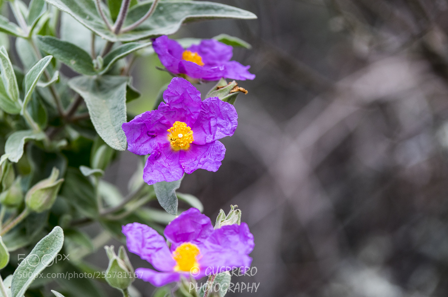Pentax K-3 II sample photo. Floracion 1 photography