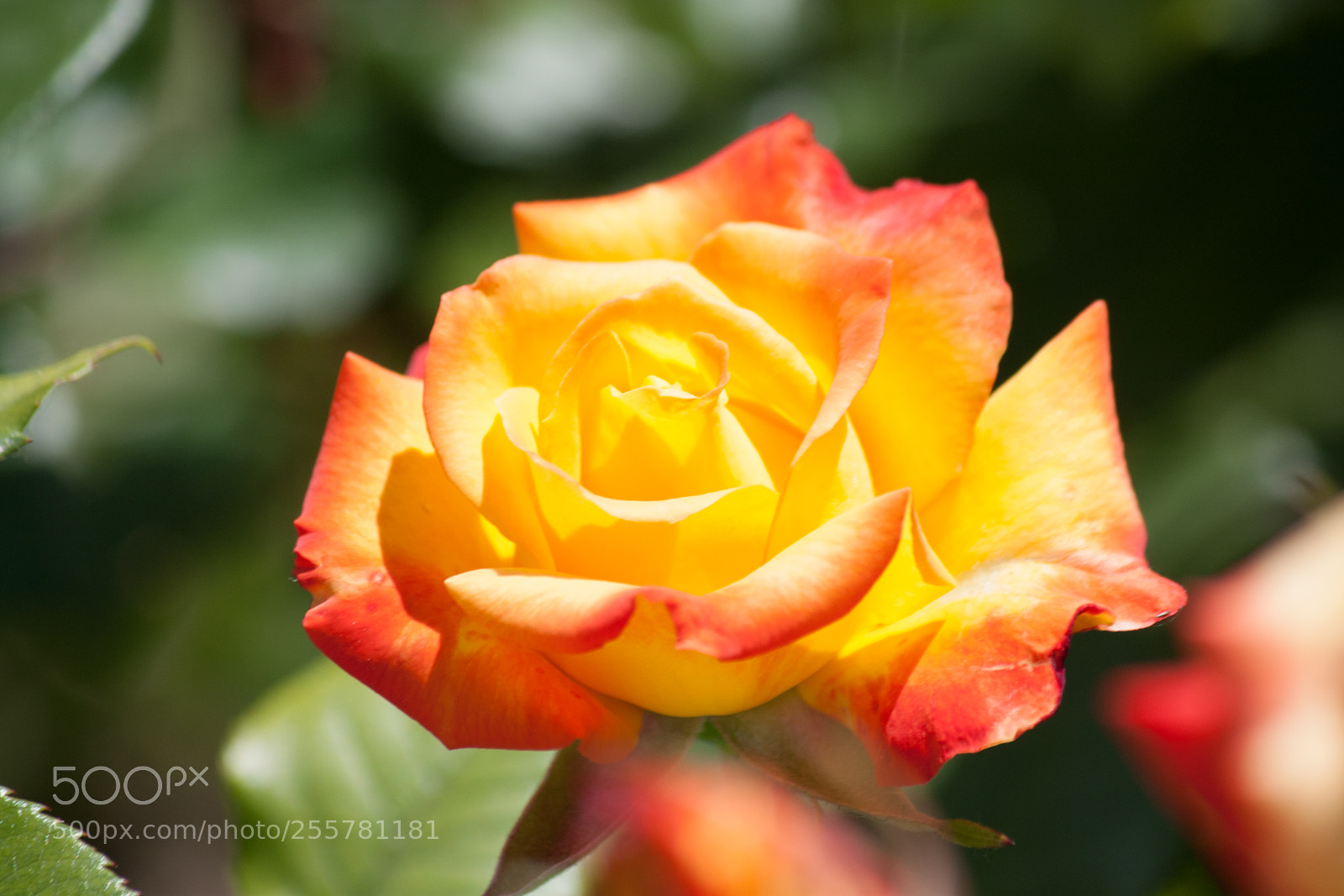 Canon EOS 450D (EOS Rebel XSi / EOS Kiss X2) sample photo. Yellow rose photography