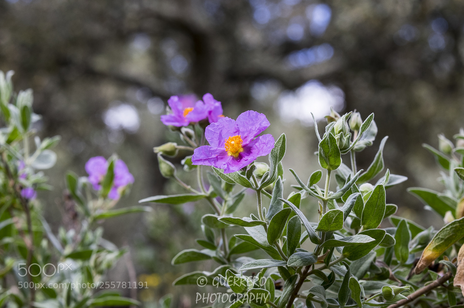 Pentax K-3 II sample photo. Floracion 2 photography