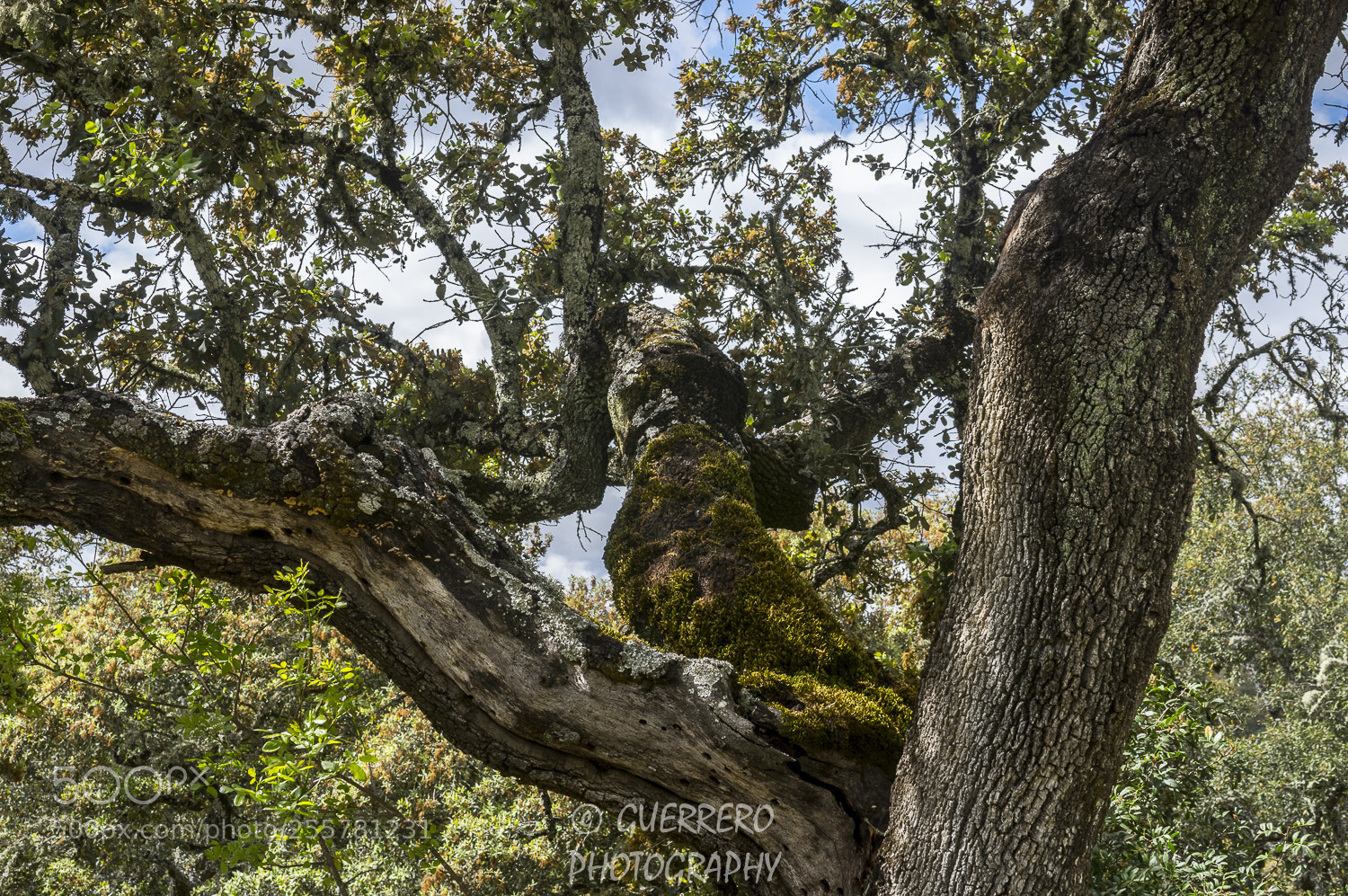 Pentax K-3 II sample photo. Milenarium photography