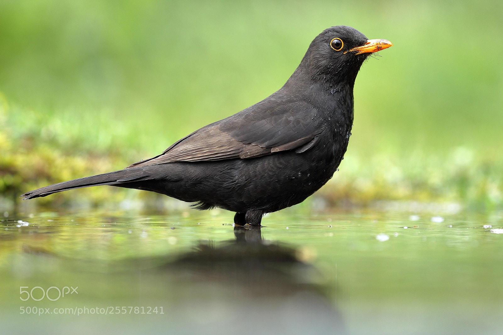 Canon EOS-1D Mark IV sample photo. Blackbird male photography