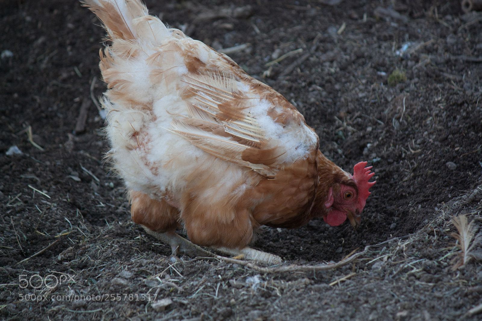 Canon EOS 450D (EOS Rebel XSi / EOS Kiss X2) sample photo. Chicken in the garden photography