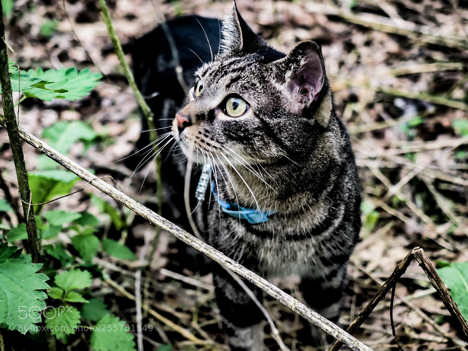 Olympus OM-D E-M1 Mark II sample photo. Untitled photography