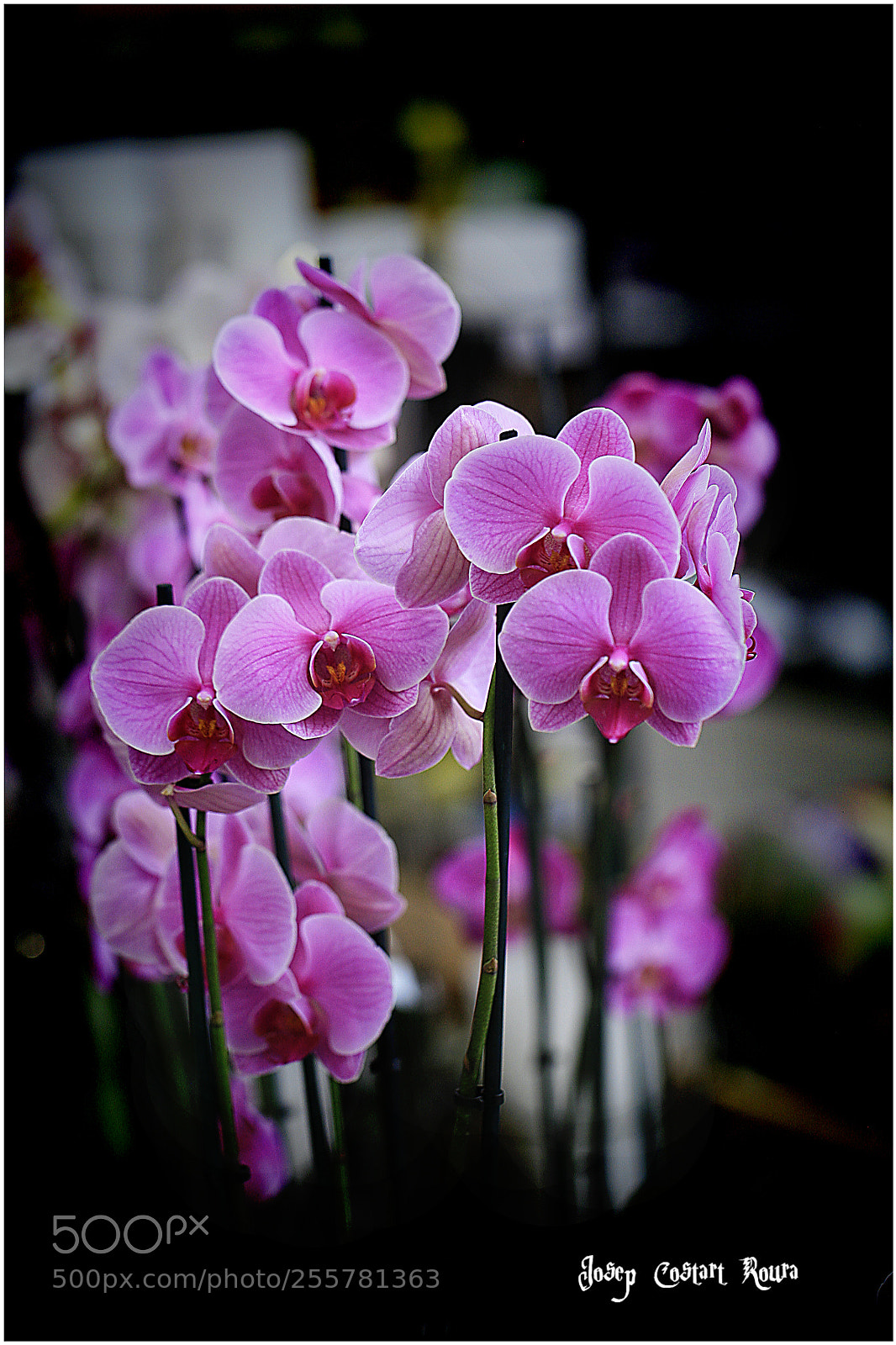 Canon EOS 5D sample photo. Flora photography