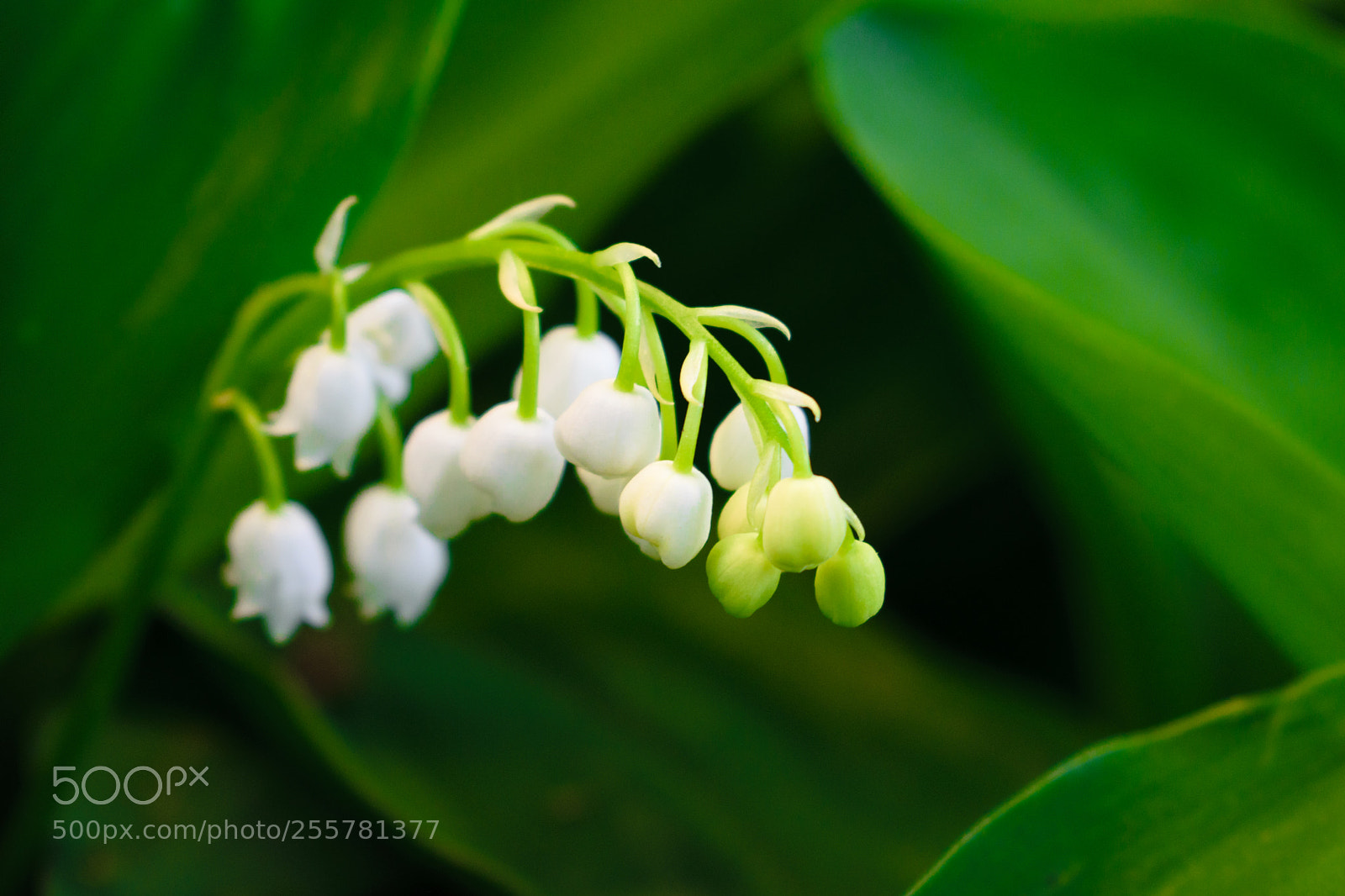 Nikon D5300 sample photo. Lily of the valley photography