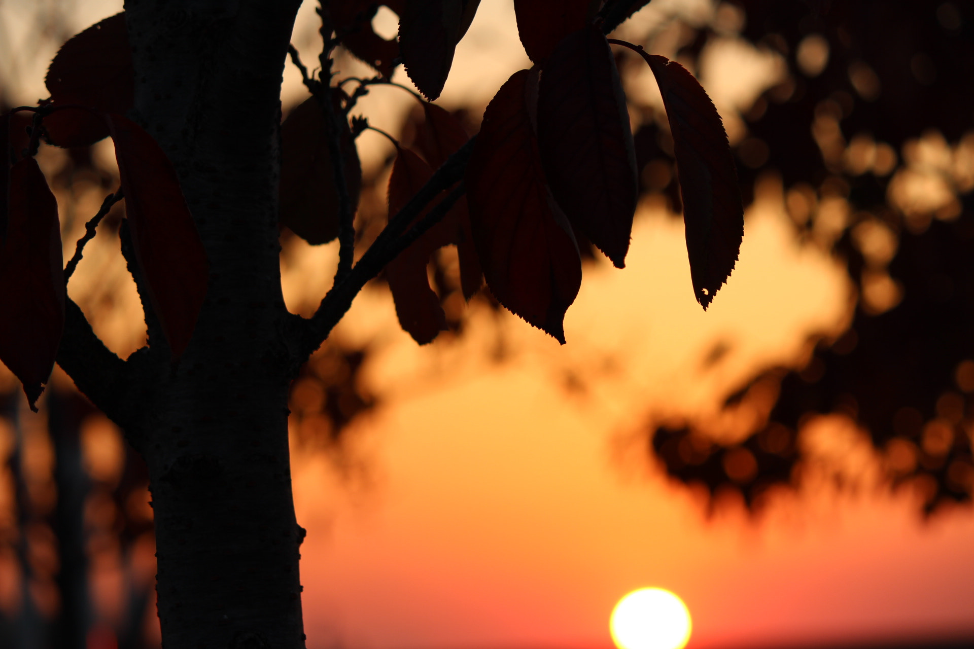Canon EF-S 55-250mm F4-5.6 IS sample photo