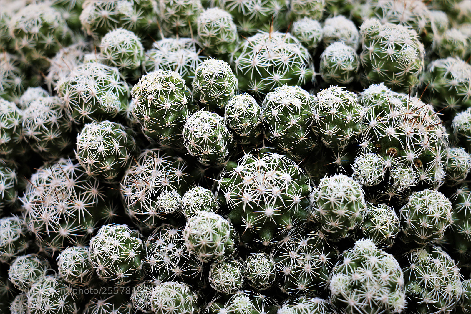 Canon EOS 70D sample photo. Snow ... cactus ! photography