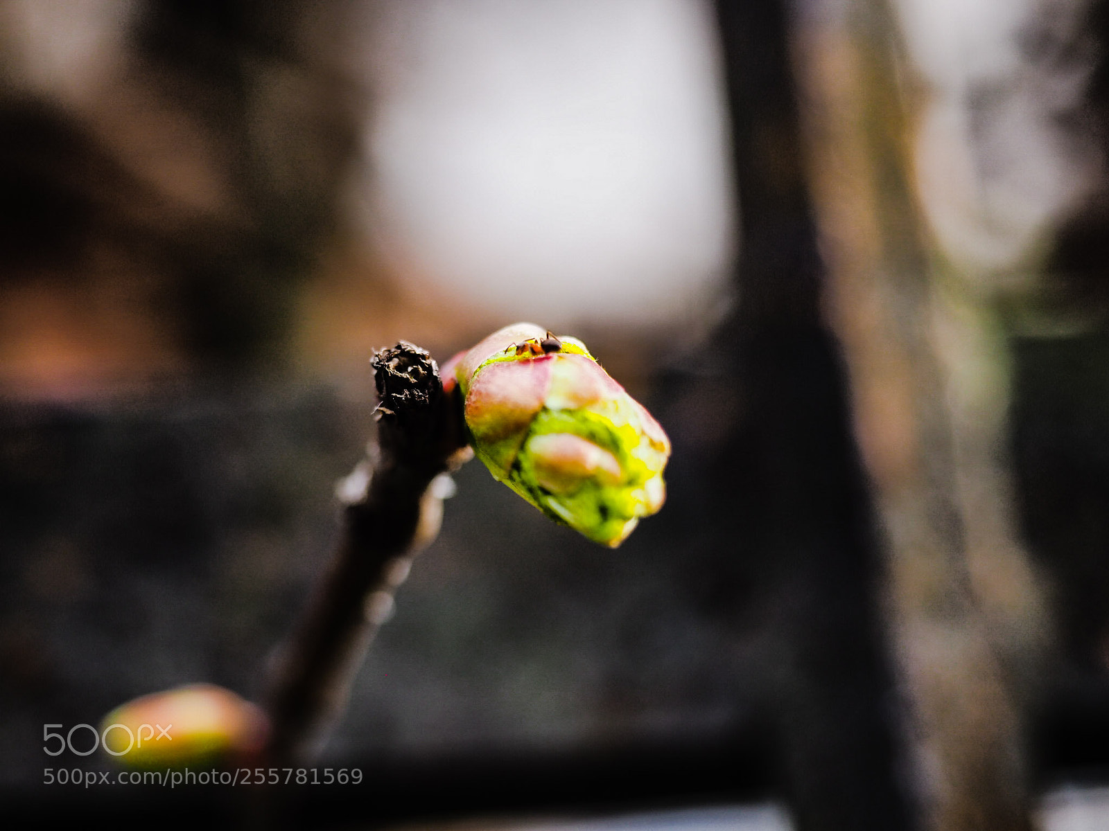 Olympus OM-D E-M1 Mark II sample photo. Untitled photography