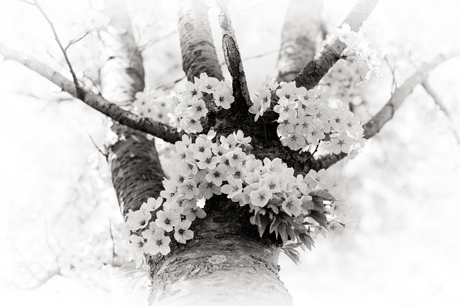 Nikon D700 sample photo. Sakura photography