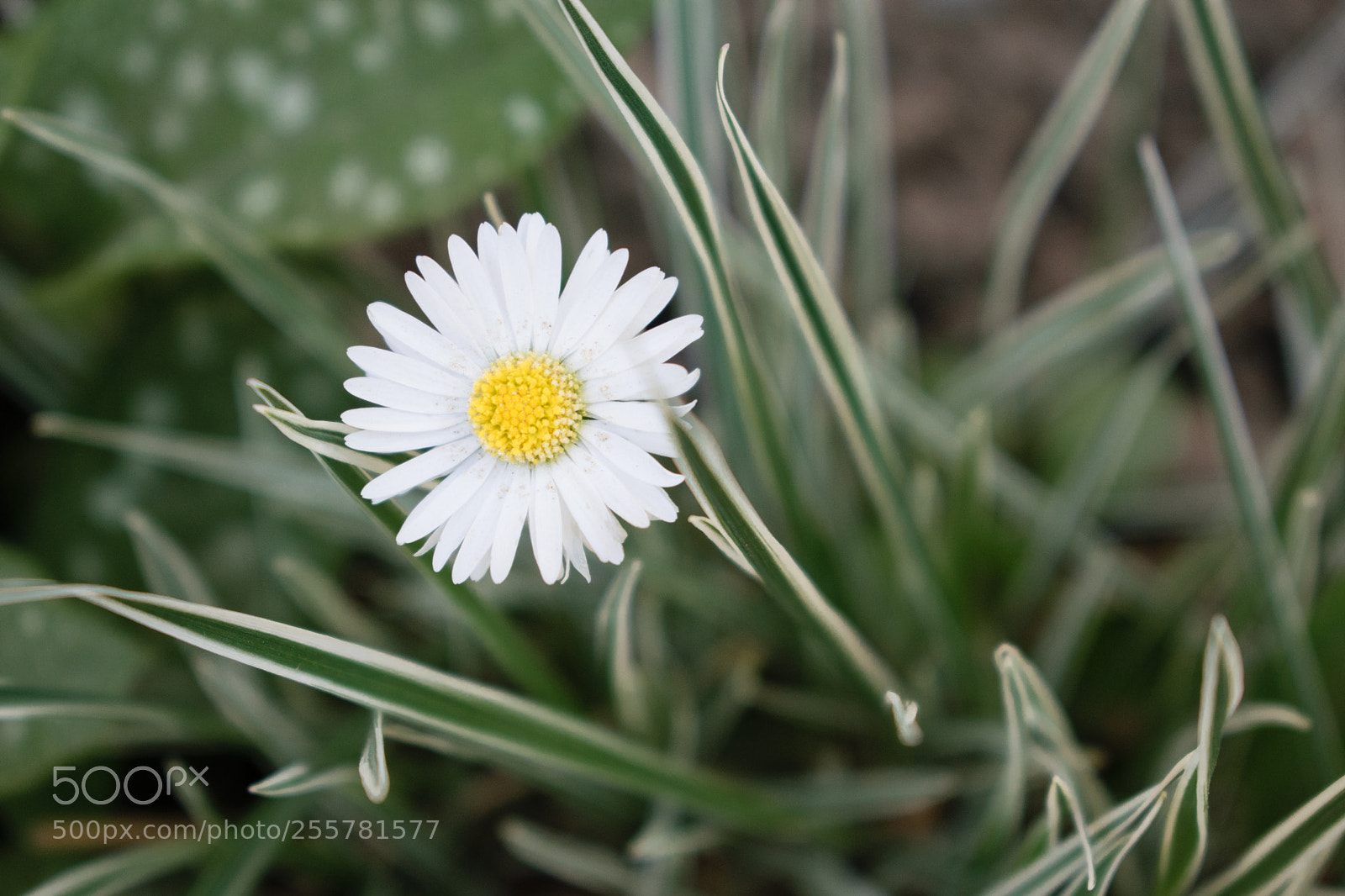 Nikon D5300 sample photo. Margo photography