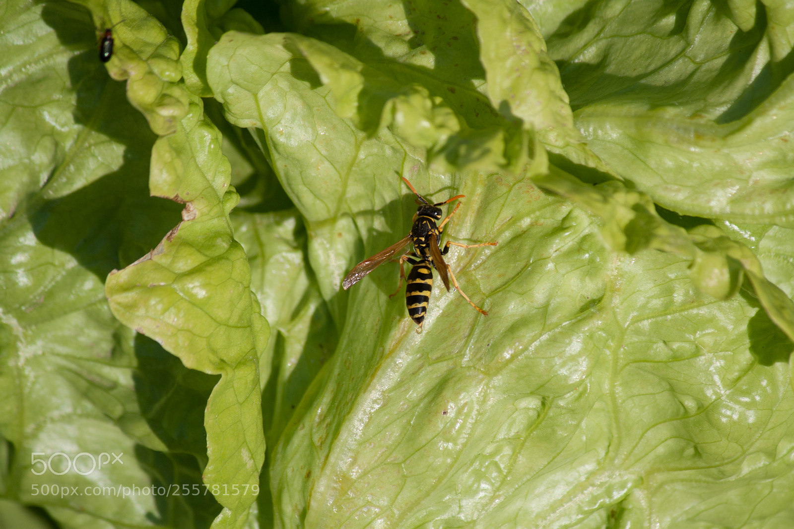 Canon EOS 450D (EOS Rebel XSi / EOS Kiss X2) sample photo. Wasp on cabbage photography