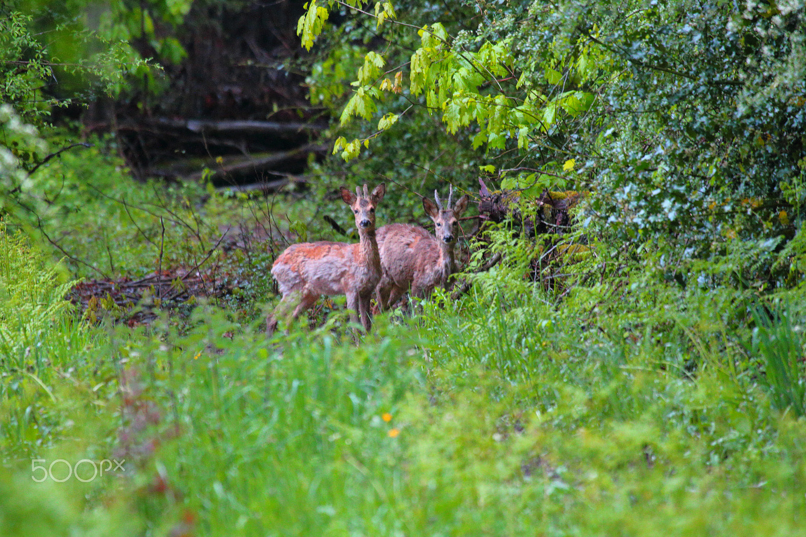 Canon EOS 70D + Canon EF 100-400mm F4.5-5.6L IS USM sample photo. Unexpected roes photography