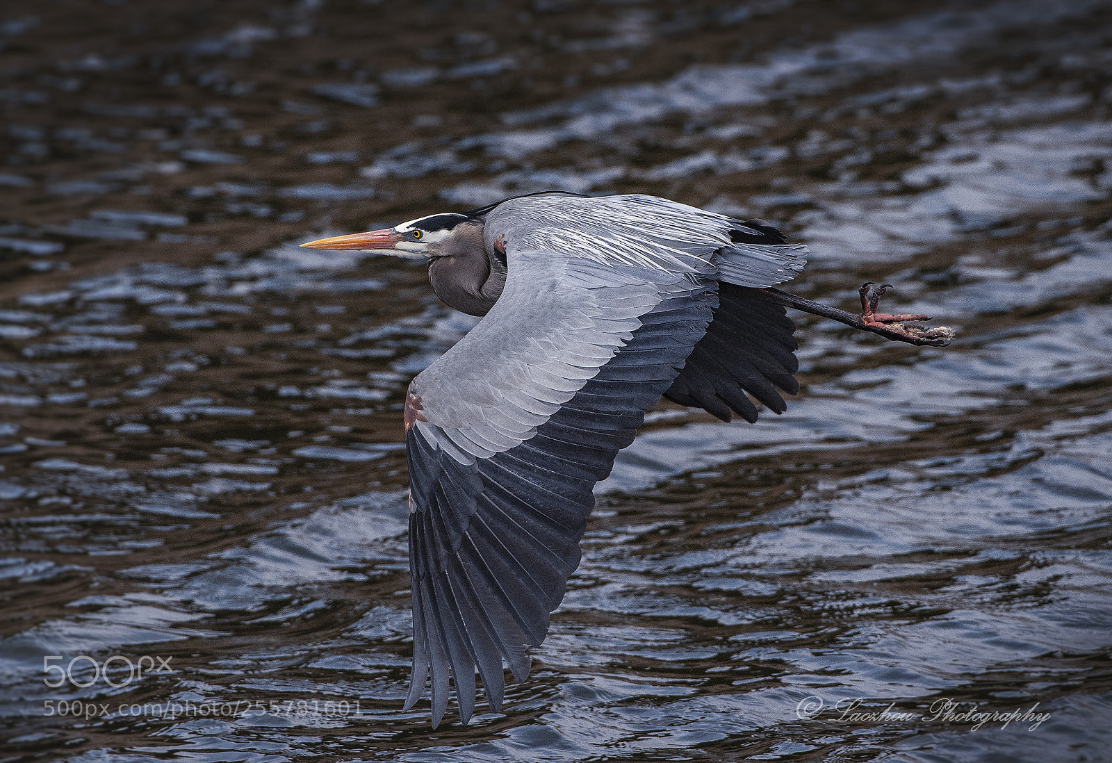 Nikon D5 sample photo. Blue heron 2 photography